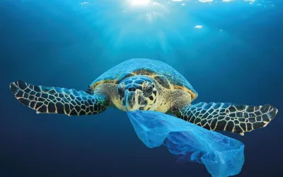Plasticpollutioninoceanenvironmentalproblem.Turtlescaneatplasticbagsmistakingthemforjellyfish-1920px