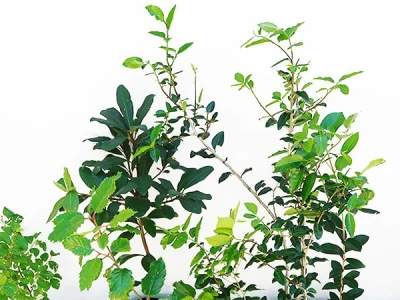 South-African-Reforestation-Trust-05